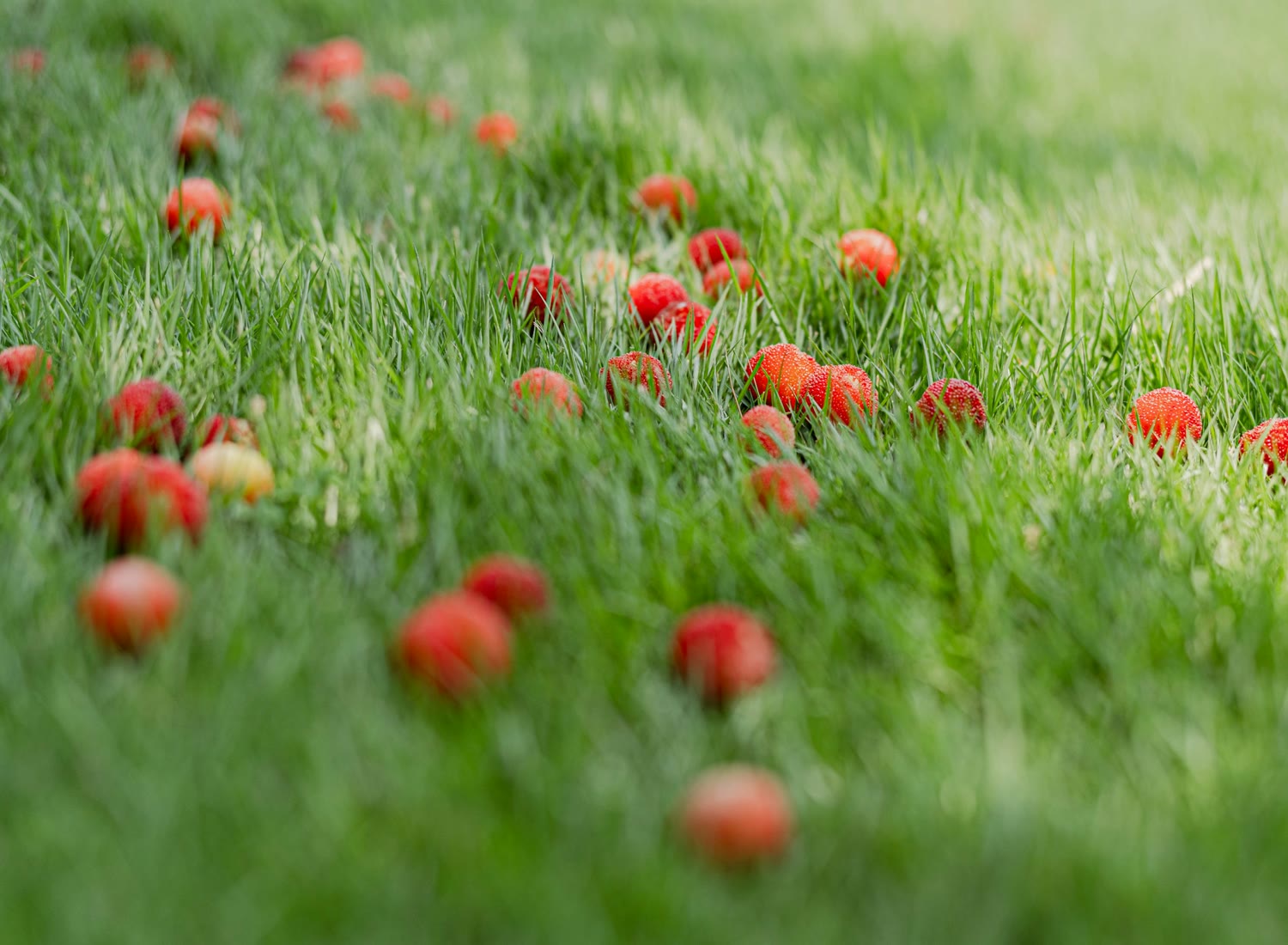 浙江省台州市仙居县杨梅果园与仙居东魁杨梅种植基地