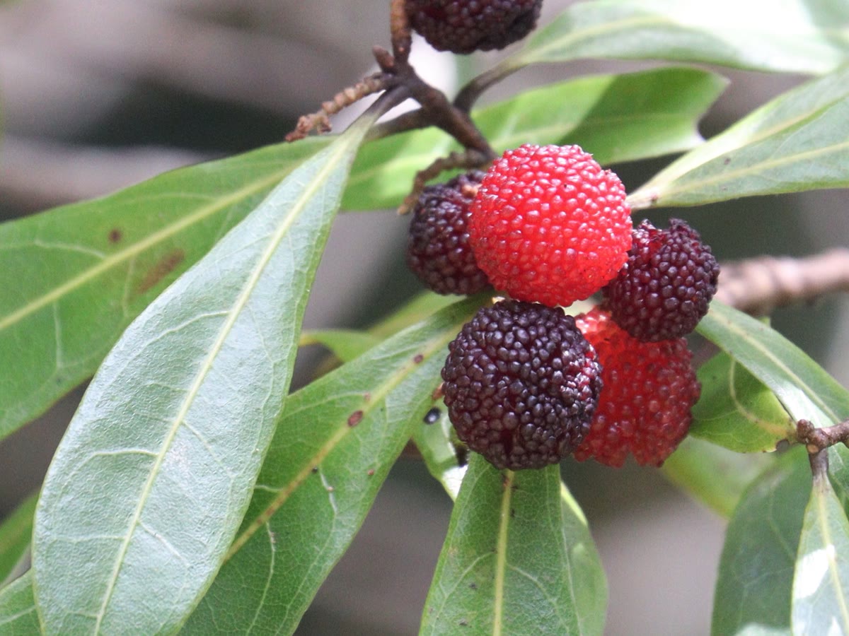 仙居东魁杨梅家庭装